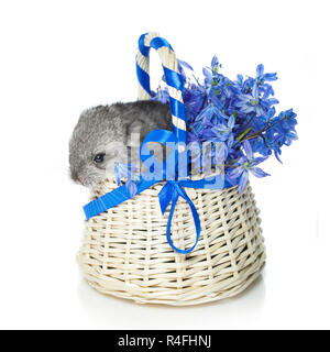 Chinchilla dans panier de fleurs Banque D'Images