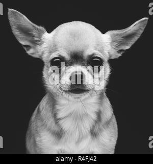 Chien Chihuahua Banque D'Images