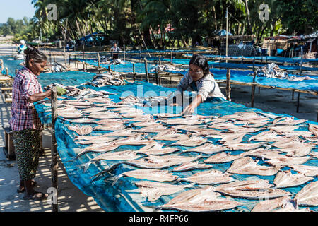 Mandalay, MYANMAR - le 14 décembre 2016 : le séchage du poisson à la plage de Ngapali Etat de Rakhine au Myanmar (Birmanie) Banque D'Images