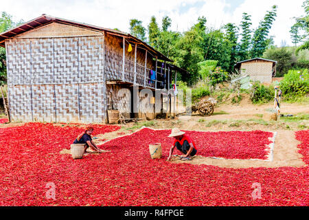 KALAW, MYANMAR - Décembre 07, 2016 : femme tribu red chili récolte près de Kalaw Shan au Myanmar (Birmanie) Banque D'Images