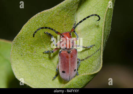 Longhorn l'asclépiade, Tetraopes sp., sur l'asclépiade (Asclepias viridis, vert Banque D'Images