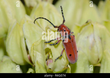 Longhorn l'asclépiade, Tetraopes sp., sur l'asclépiade (Asclepias viridis, vert Banque D'Images