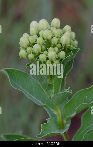 L'asclépiade (Asclepias viridis, vert Banque D'Images