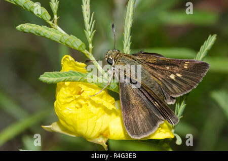 Little Glassywing, Vernia verna, femelle sur onagre dentée, Calylophus serrulatus Banque D'Images