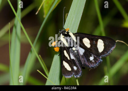 Huit points, Alypia octomaculata Forester Banque D'Images