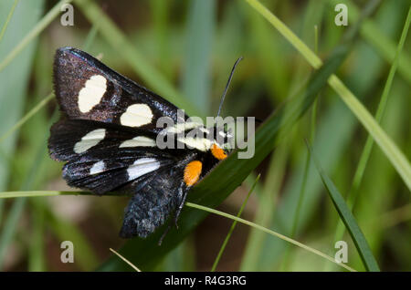 Huit points, Alypia octomaculata Forester Banque D'Images