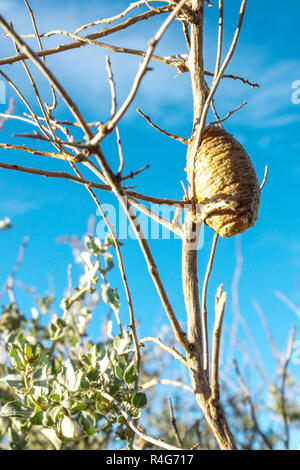 La mante religieuse, Ootheca - Cocoon attaché à direction générale. Le sud de l'Espagne Banque D'Images