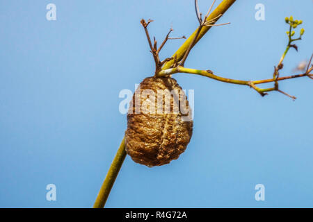 La mante religieuse, Ootheca - Cocoon attaché à direction générale. Le sud de l'Espagne Banque D'Images