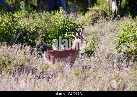 Impala pâturage isolé Banque D'Images
