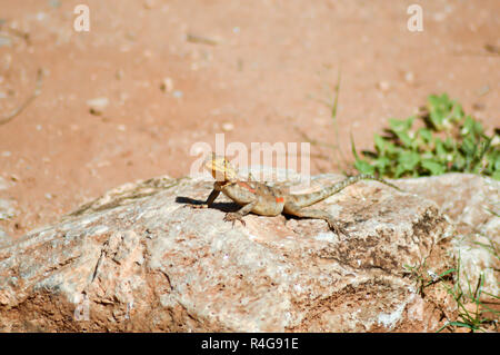 Lizard de toutes les couleurs sur un tronc dans un jardin Banque D'Images