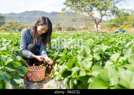 Woman picking fraise dans le domaine Banque D'Images