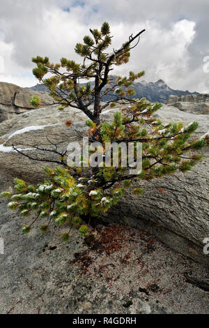 ID00713-00...NEW YORK - un arbre émergeant d'une petite fissure dans le granit à la ville des roches réserve nationale. Banque D'Images