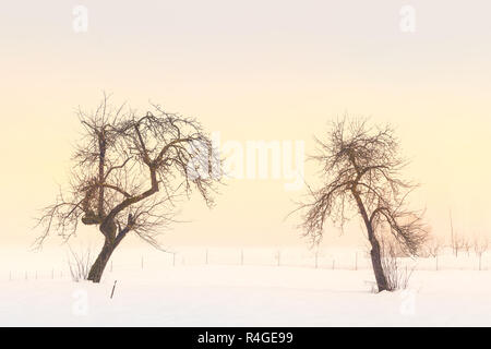 Simple, peu de paysage d'hiver en Slovénie Banque D'Images