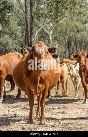 Avec bovins vache enceinte en premier plan au cours de la sécheresse en Australie Banque D'Images