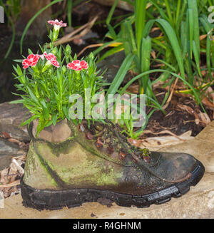 Grappe de fleurs oeillet rose saumon avec bords blancs en pétales de plus en contenant - dans la vieille botte en cuir recyclé Banque D'Images