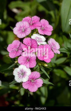 Belle grappe de fleurs roses et blanches lumineuses de Dianthus 'choc' contre l'arrière-plan de feuillage vert foncé Banque D'Images