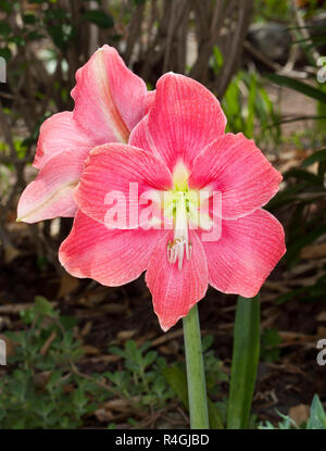 Grandes fleurs rose vif profond d'hippeastrum sur un fond sombre Banque D'Images