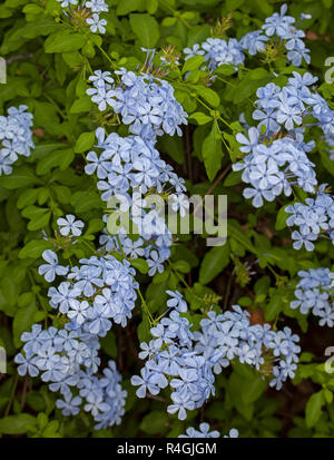 Arbuste, Plumbago auriculata, enveloppée avec des grappes de fleurs bleu et vert émeraude feuillage en Ile-de-France France Banque D'Images