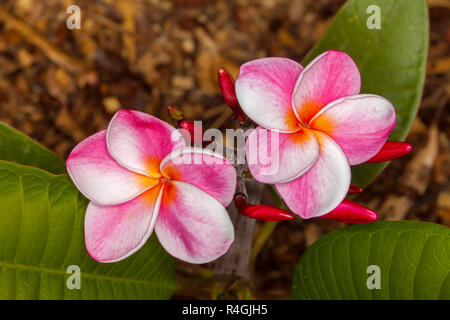 Belle couleur rose et blanc parfumé de fleurs, bourgeons rouge et vert laisser de frangipanier Plumeria "Elsie" Banque D'Images