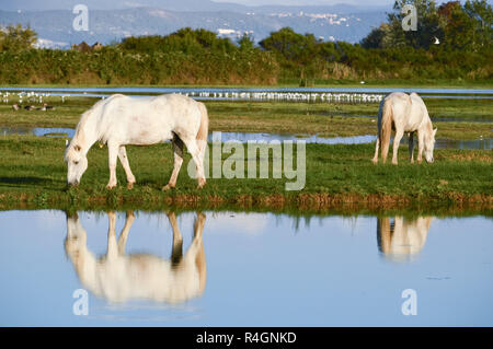 Portrait de l'White cheval Camargue Banque D'Images