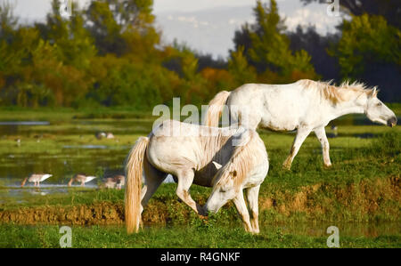 Portrait de l'White cheval Camargue Banque D'Images