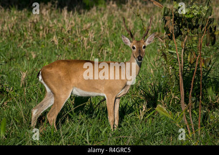 Le Cerf des Pampas Ozotoceros bezoarticus (mâle), se trouve dans l'herbe, Pantanal, Mato Grosso do Sul, Brésil Banque D'Images