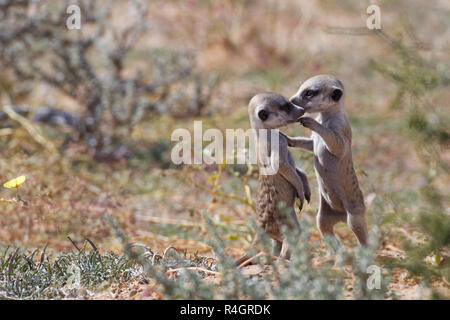 Les suricates (Suricata suricatta), deux jeunes hommes jouant, nez à nez, Kgalagadi Transfrontier Park, Northern Cape, Afrique du Sud Banque D'Images