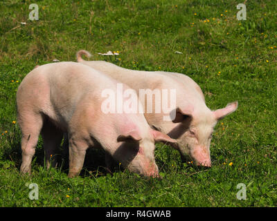 Porc au pâturage Banque D'Images