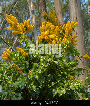 Des grappes de fleurs jaune or et vert clair feuilles en forme de cœur de Barklya syringifolia, arbre indigène australienne Banque D'Images