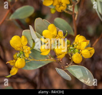 Fleurs sauvages, grappe de fleurs jaune vif et gris / vert Feuilles de séné cassia artemisioides / plantes indigènes australiens, l'outback à Queensland Banque D'Images