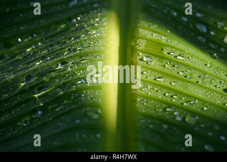 Gouttes de pluie sur feuille de bananier Banque D'Images