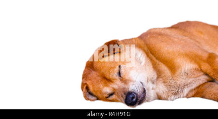 Big brown chien dormir sur fond blanc isolé Banque D'Images