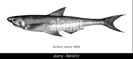 Dessin illustration gravure main d'Anchois Illustration de Vecteur