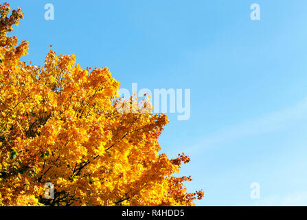 Arbres en automne érable jauni Banque D'Images