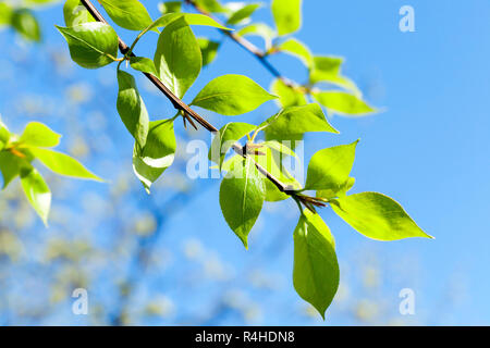 Linden leaves, spring Banque D'Images