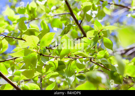 Linden leaves, spring Banque D'Images