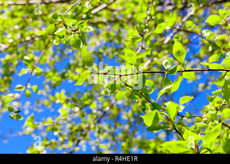 Linden leaves, spring Banque D'Images