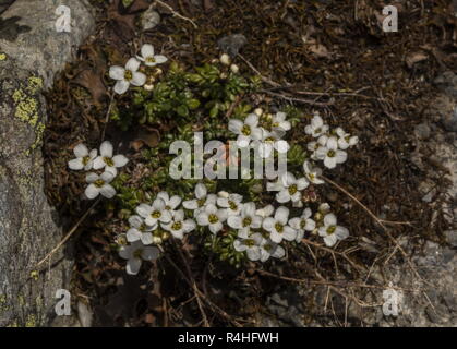 Cresson des Chamois, Hornungia alpina, en fleurs dans les Alpes françaises. Banque D'Images