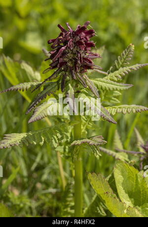 Beakless Furbish, Pedicularis recutita rouge en fleur dans la prairie alpine humide. Alpes françaises. Banque D'Images