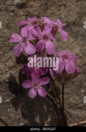 Saponaire cespiteuse, Saponaria caespitosa, en fleurs, Alpes italiennes. Banque D'Images