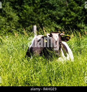 Vache dans un pâturage, sur une herbe verte Banque D'Images