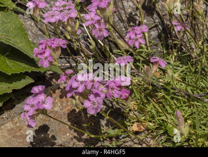 Saponaire cespiteuse, Saponaria caespitosa, en fleurs, Alpes italiennes. Banque D'Images