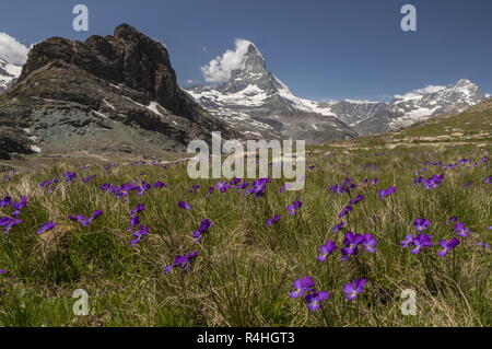 Stimulé à longue violette, Viola calcarata, en fleurs sur les pentes du Mont Cervin, Alpes Suisses. Banque D'Images