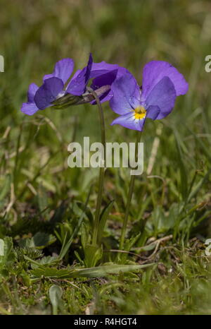 Stimulé à longue violette, Viola calcarata, en fleurs dans les Alpes suisses. Banque D'Images