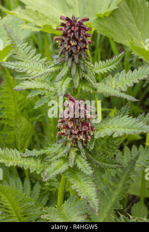 Beakless Furbish, Pedicularis recutita rouge en fleur dans la prairie alpine humide. Alpes françaises. Banque D'Images