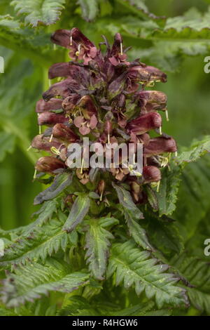 Beakless Furbish, Pedicularis recutita rouge en fleur dans la prairie alpine humide. Alpes françaises. Banque D'Images