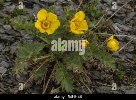 Benoîte rampante, Geum reptans, en fleurs dans les Alpes suisses. Banque D'Images