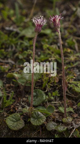 Tussilage, Homogyne alpina alpine, en fleurs en hauts pâturages, Alpes Suisses. Banque D'Images