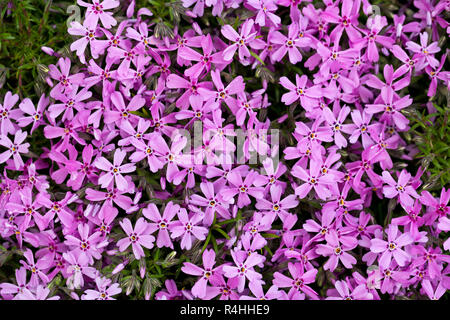 Aubrieta cultorum - petites fleurs rose ou violet Banque D'Images