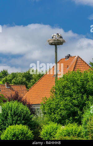 Wartburg, Storchennest dans le parc de l'usine de Wyk sur Föhr, Storchennest im Mühlenpark von Wyk auf Föhr Banque D'Images